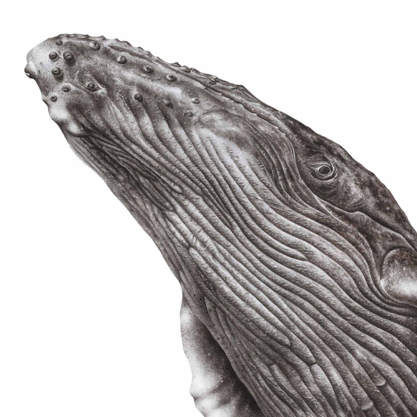 black and white humpback whale artwork realism charcoal drawing