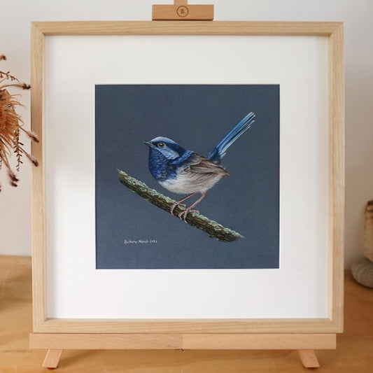 Original Superb Fairy-wren Artwork - pastel on pastelmat