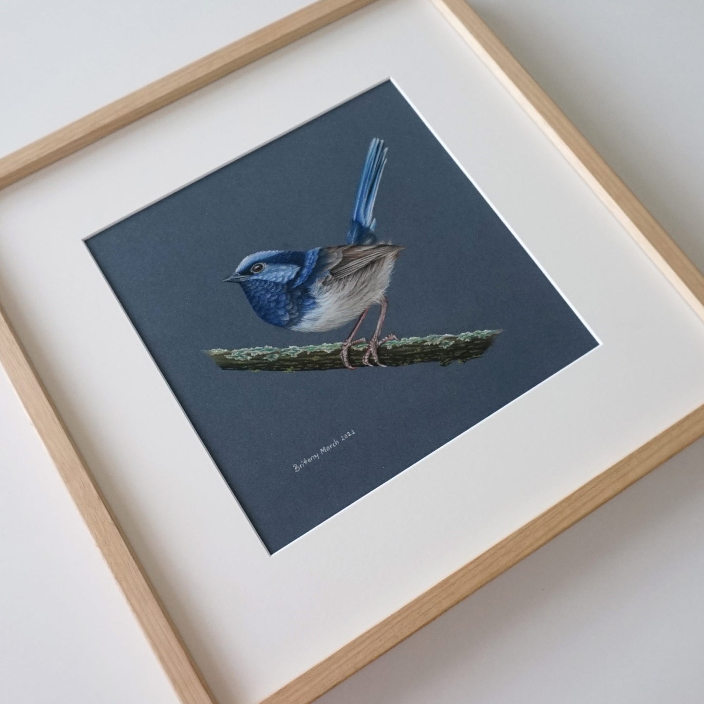 Original Superb Fairy-wren Artwork - pastel on pastelmat