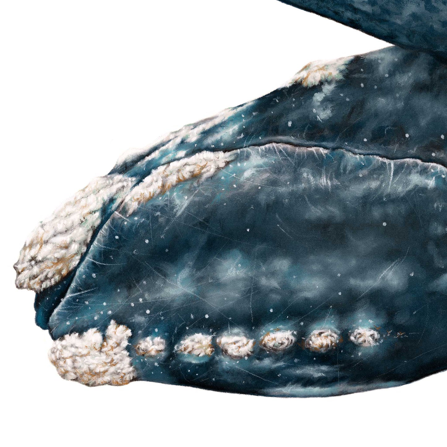 Southern Right Whales, Mother & Calf | Limited Edition Print