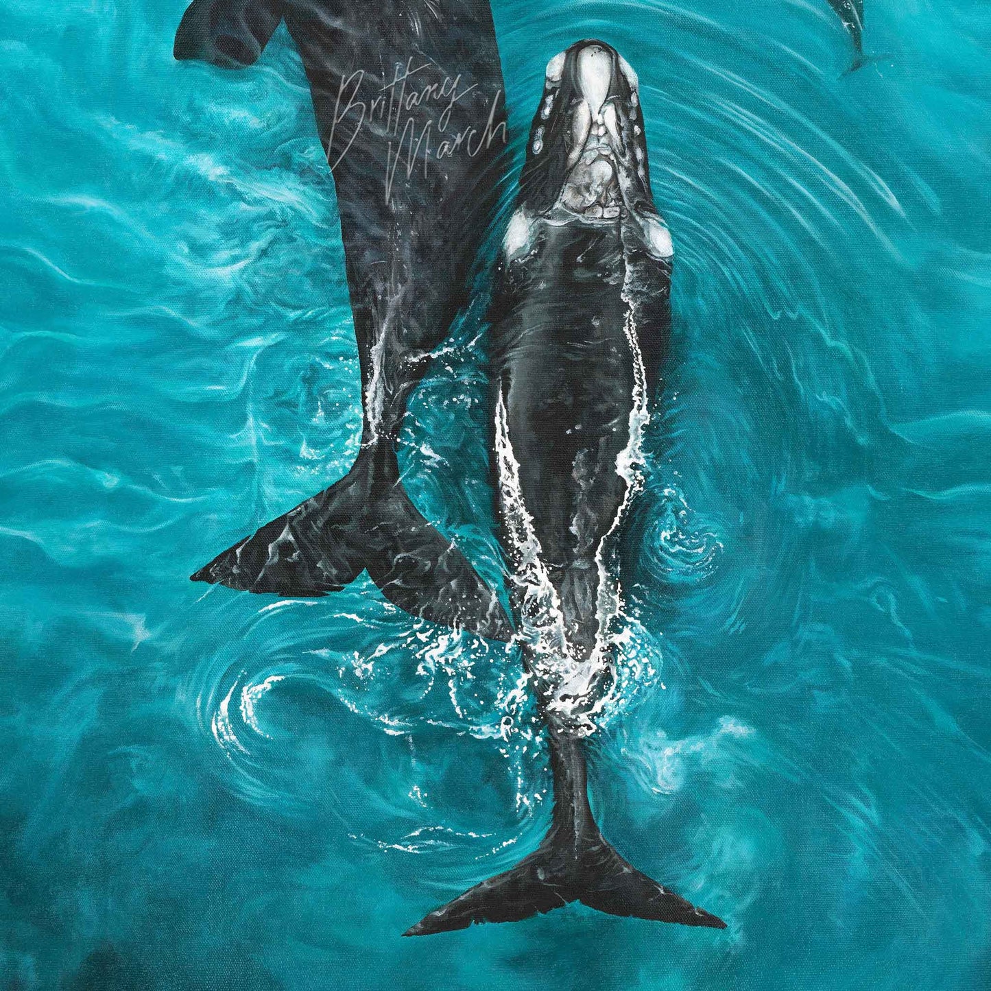 Southern Right Whales | Limited Edition Print