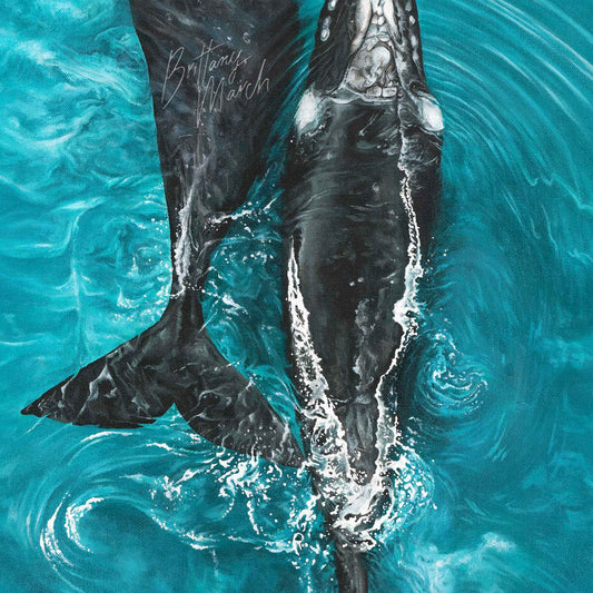 Southern Right Whales | Limited Edition Print