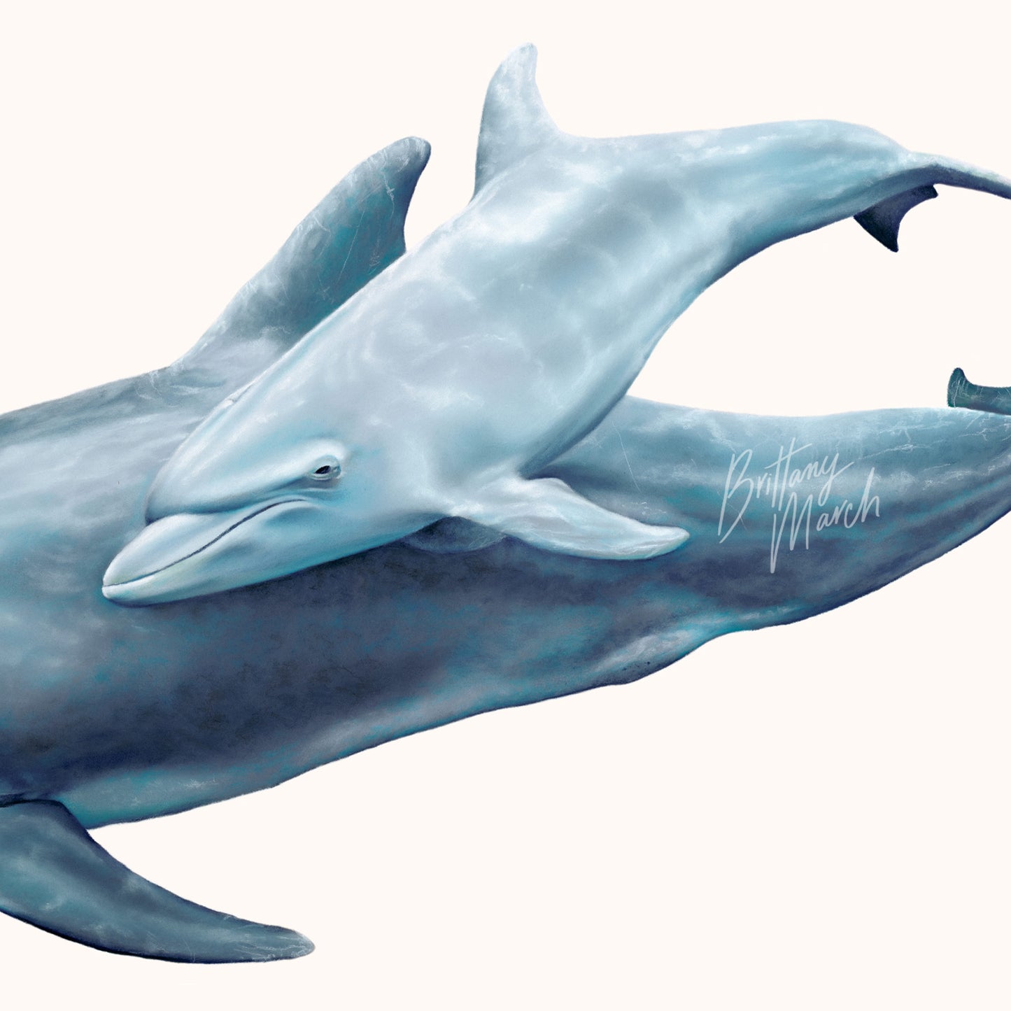 baby dolphin calf artwork