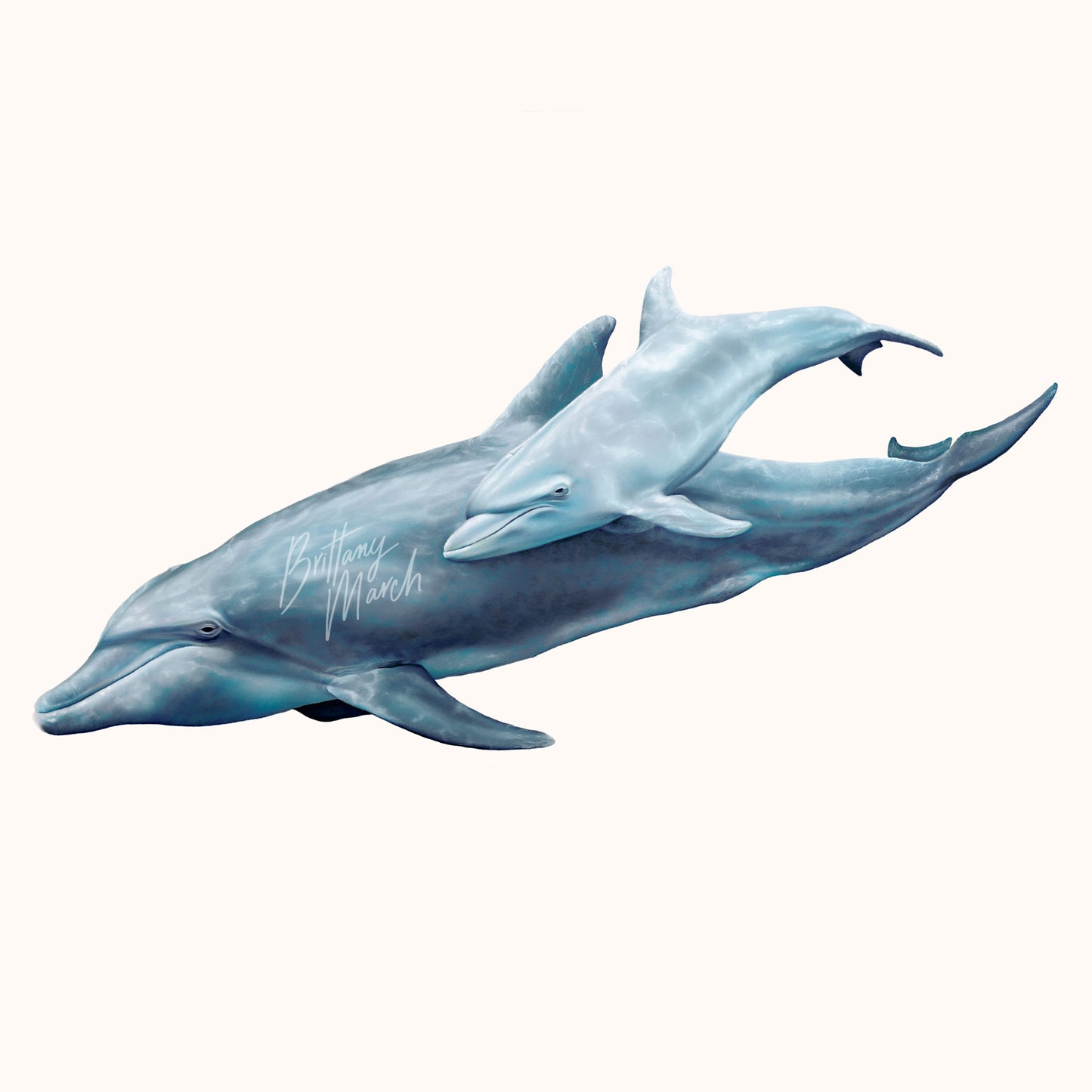 mother and calf bottlenose dolphin artwork