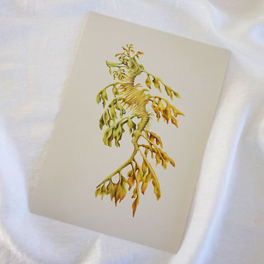 Leafy Seadragon | Fine Art Giclée Print