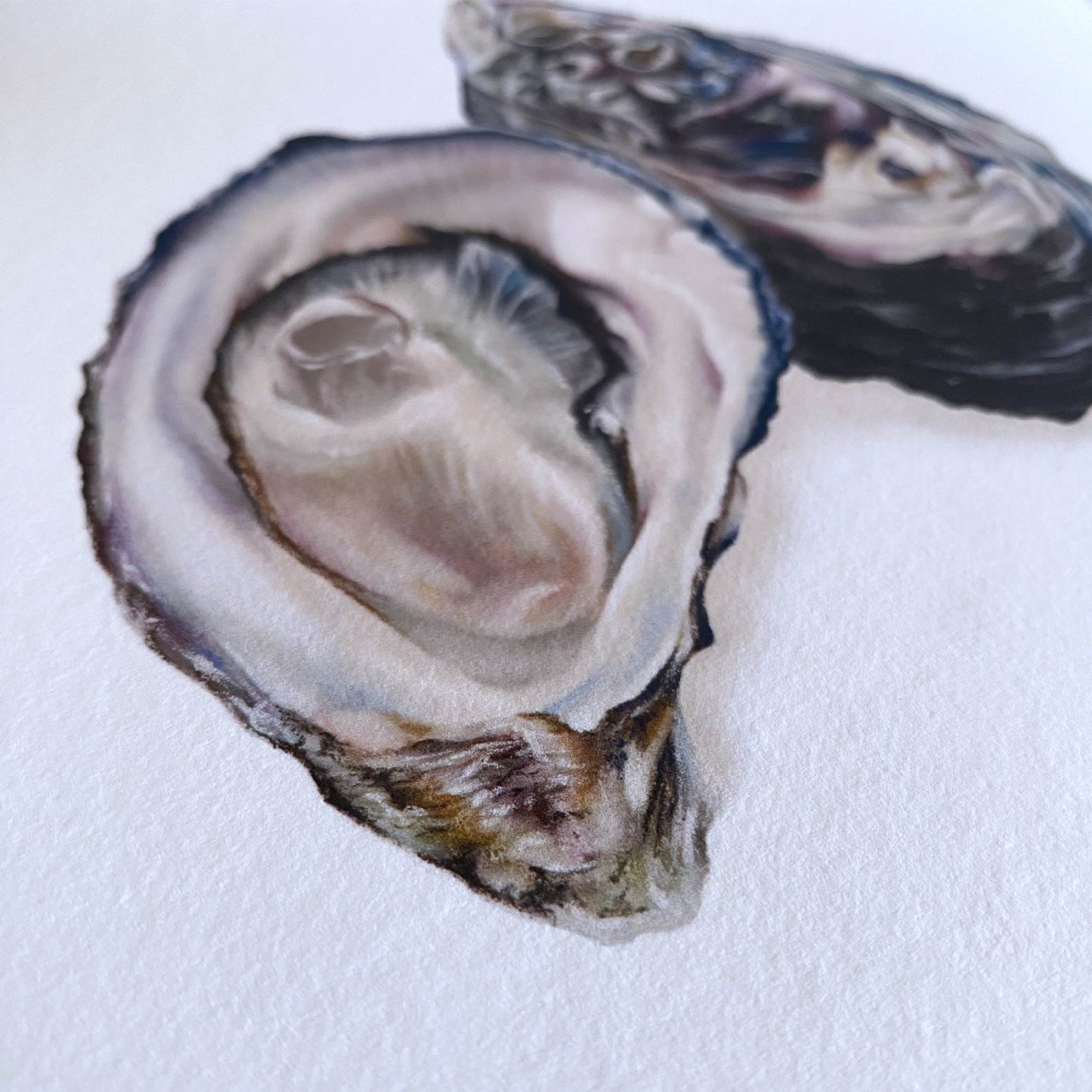 Oyster Artwork | Limited Edition Print