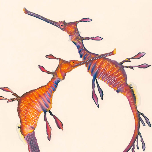 Weedy seadragon artwork. Pair of weedy sea dragons with eggs by Australian marine life artist Brittany March. 