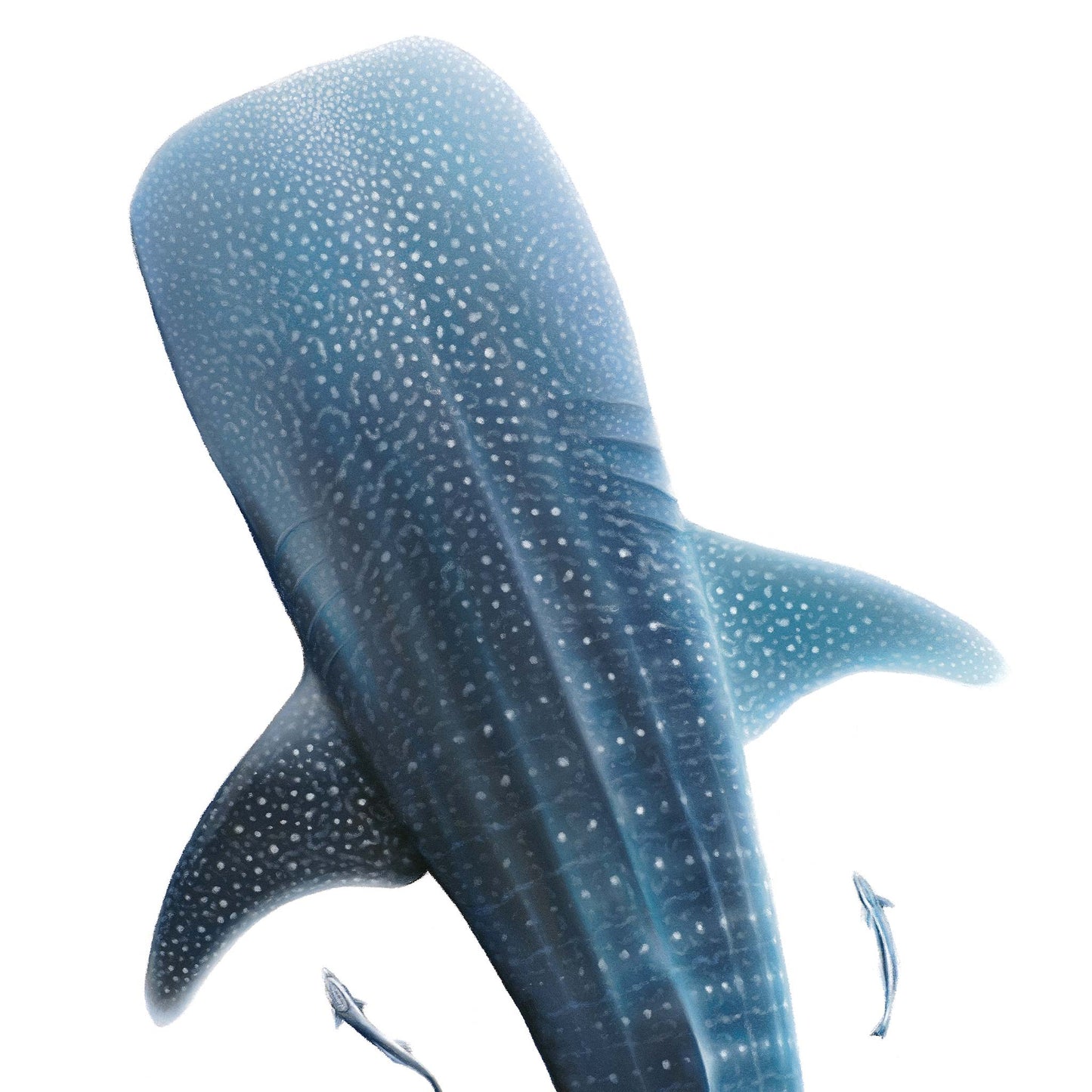 Whale Shark (Rhincodon typus) | Limited Edition Print