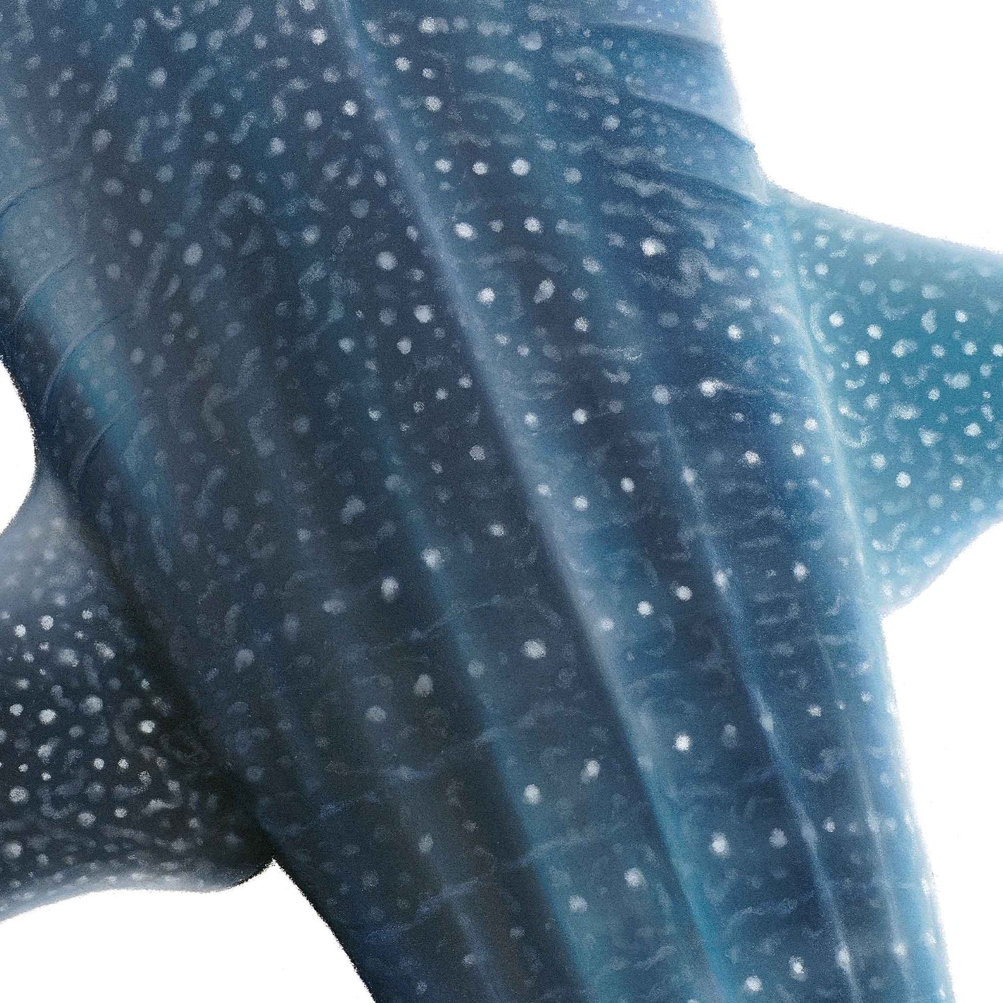 Whale Shark (Rhincodon typus) | Limited Edition Print