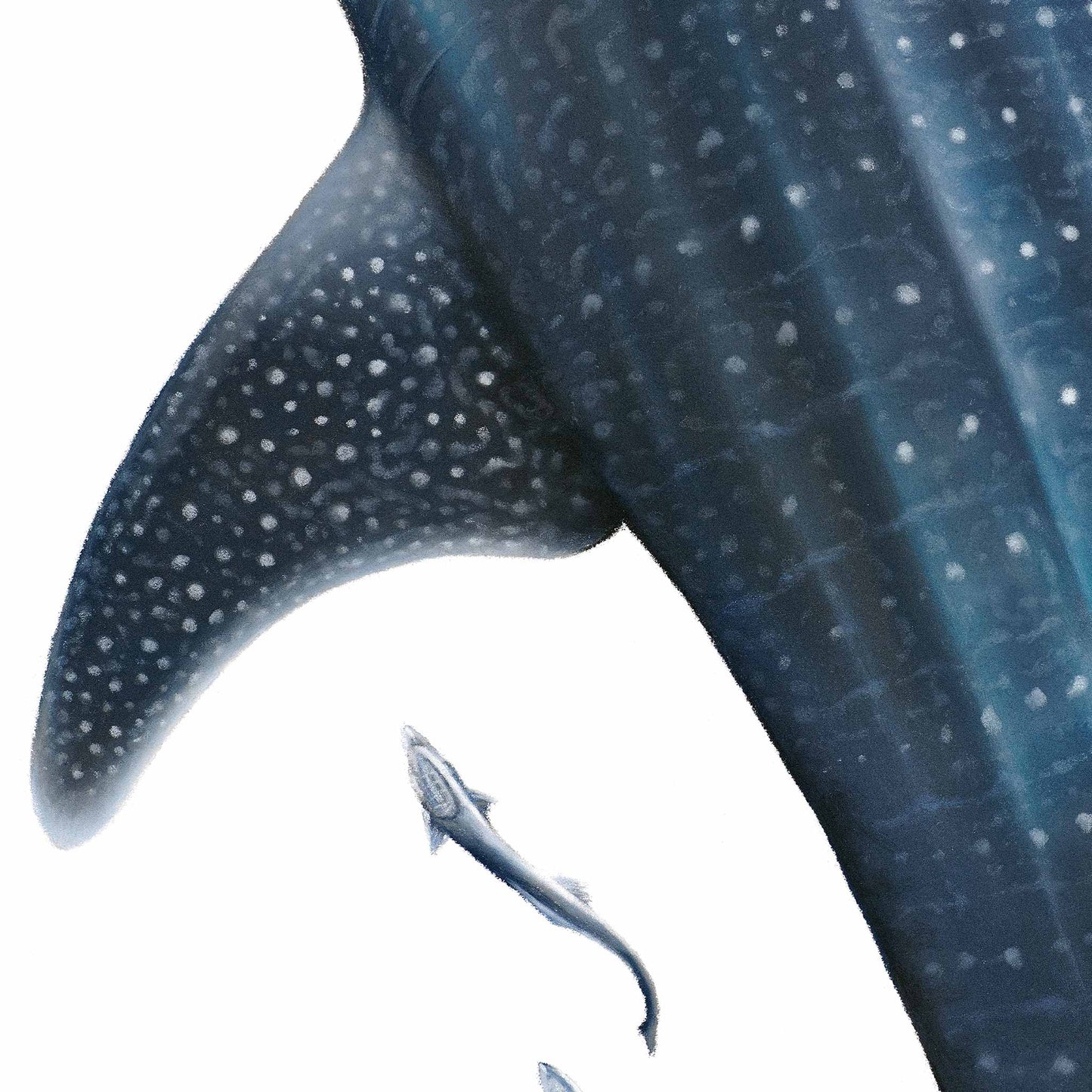 Whale Shark (Rhincodon typus) | Limited Edition Print