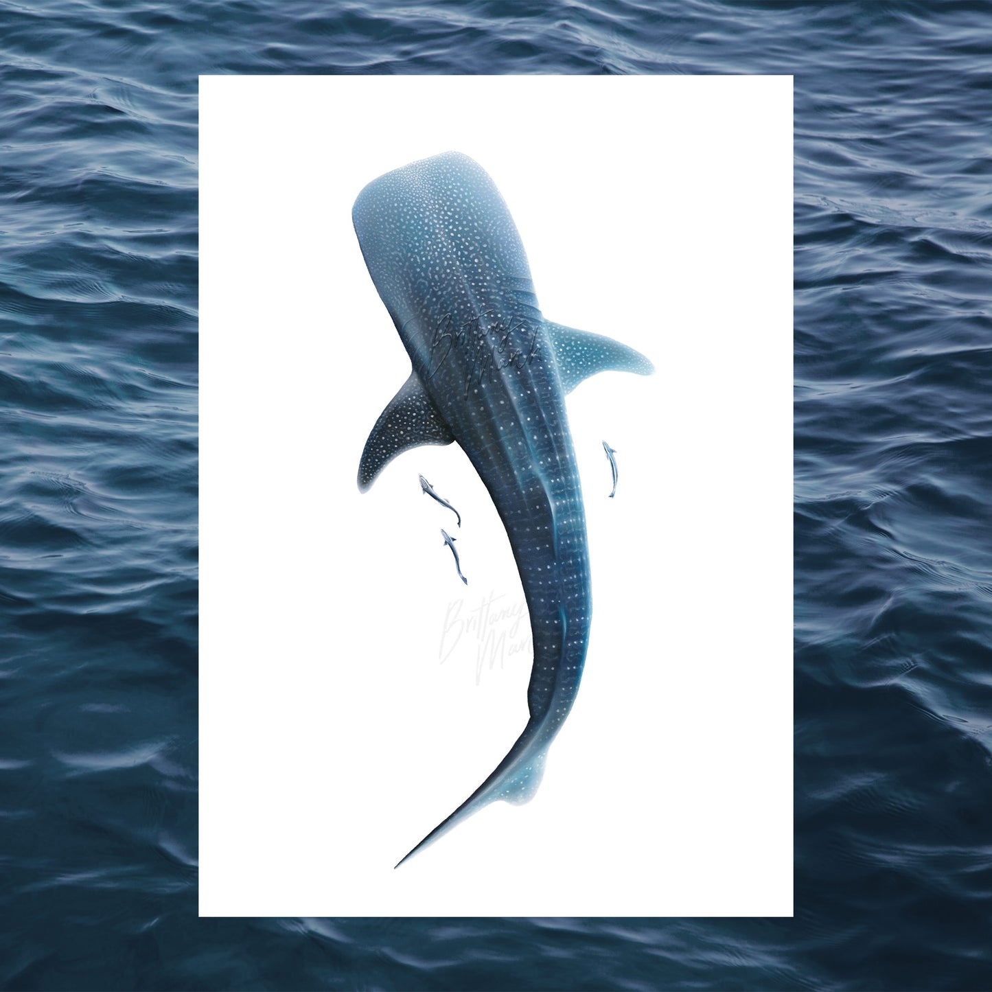 Whale Shark (Rhincodon typus) | Limited Edition Print