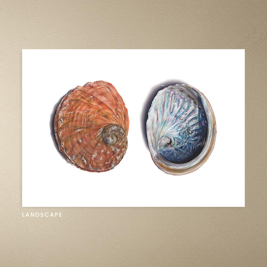 Abalone Shell (blacklip) | Limited Edition Print