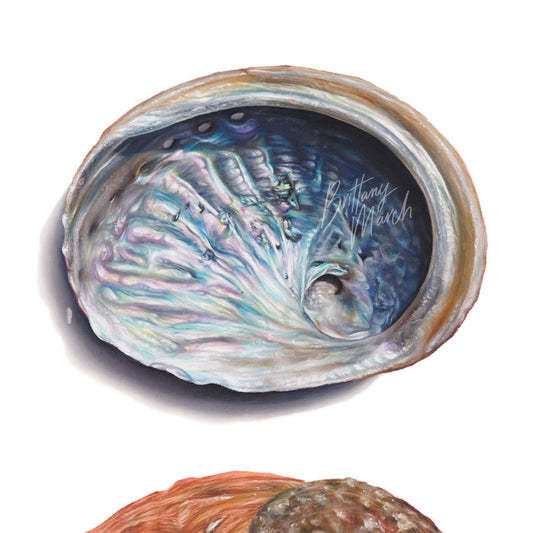 Abalone Shell Artwork | Limited Edition Print