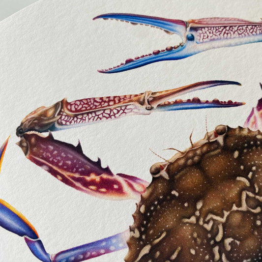 Blue Swimmer Crab | Limited Edition Print