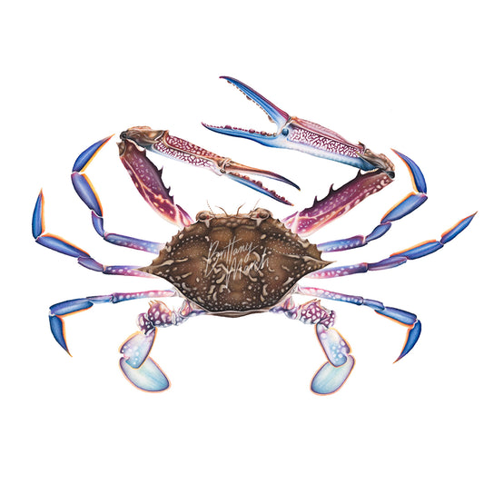 Blue Swimmer Crab | Limited Edition Print