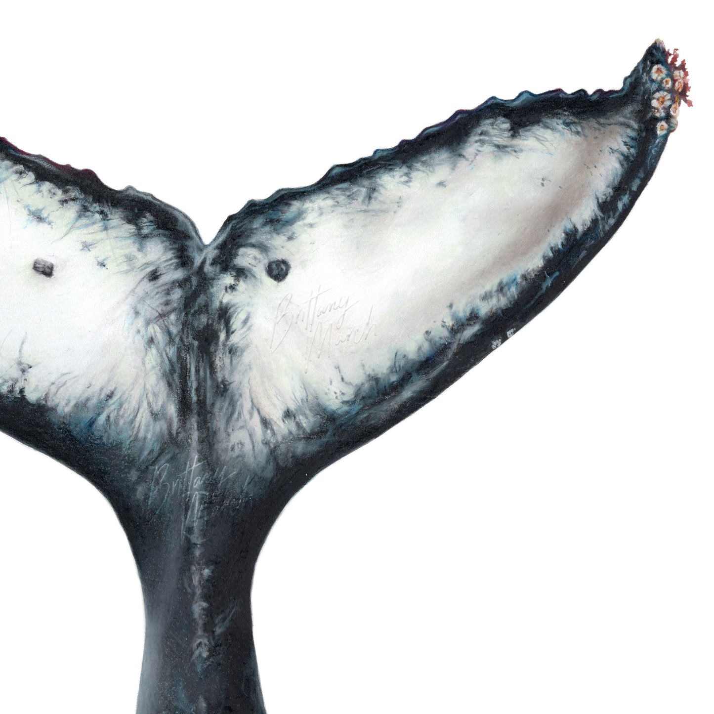 Humpback Whale Tail Fluke | Limited Edition Print