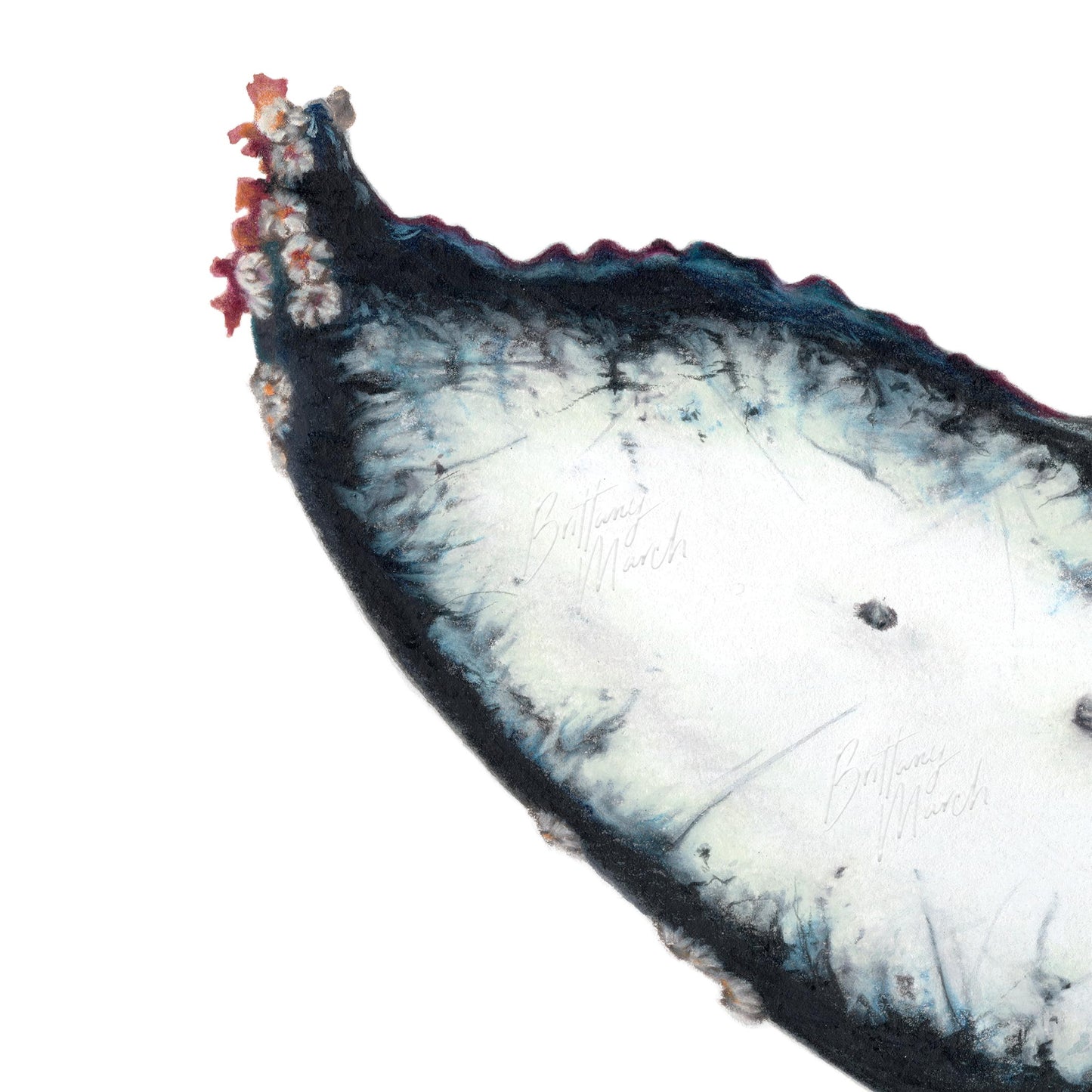 Humpback Whale Tail Fluke | Limited Edition Print