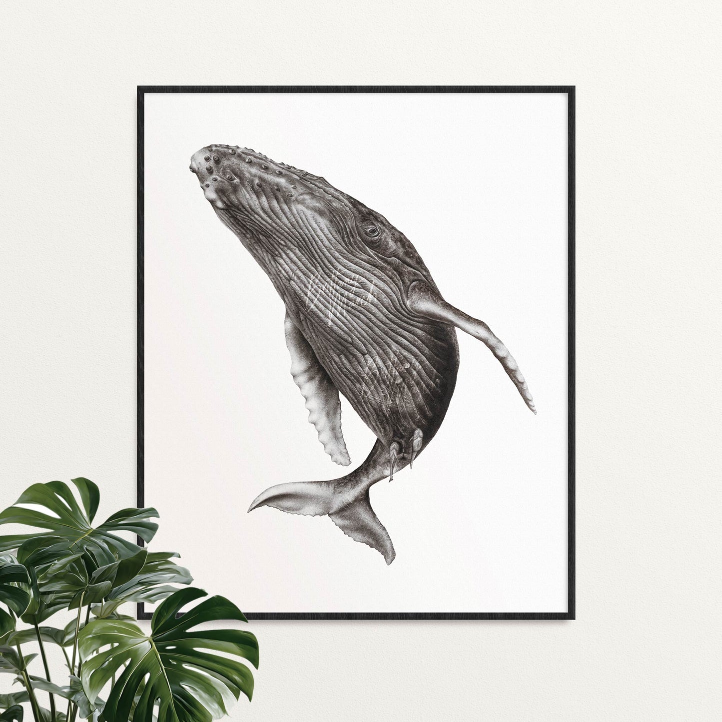 Humpback Whale - Professionally Framed Limited Edition Print