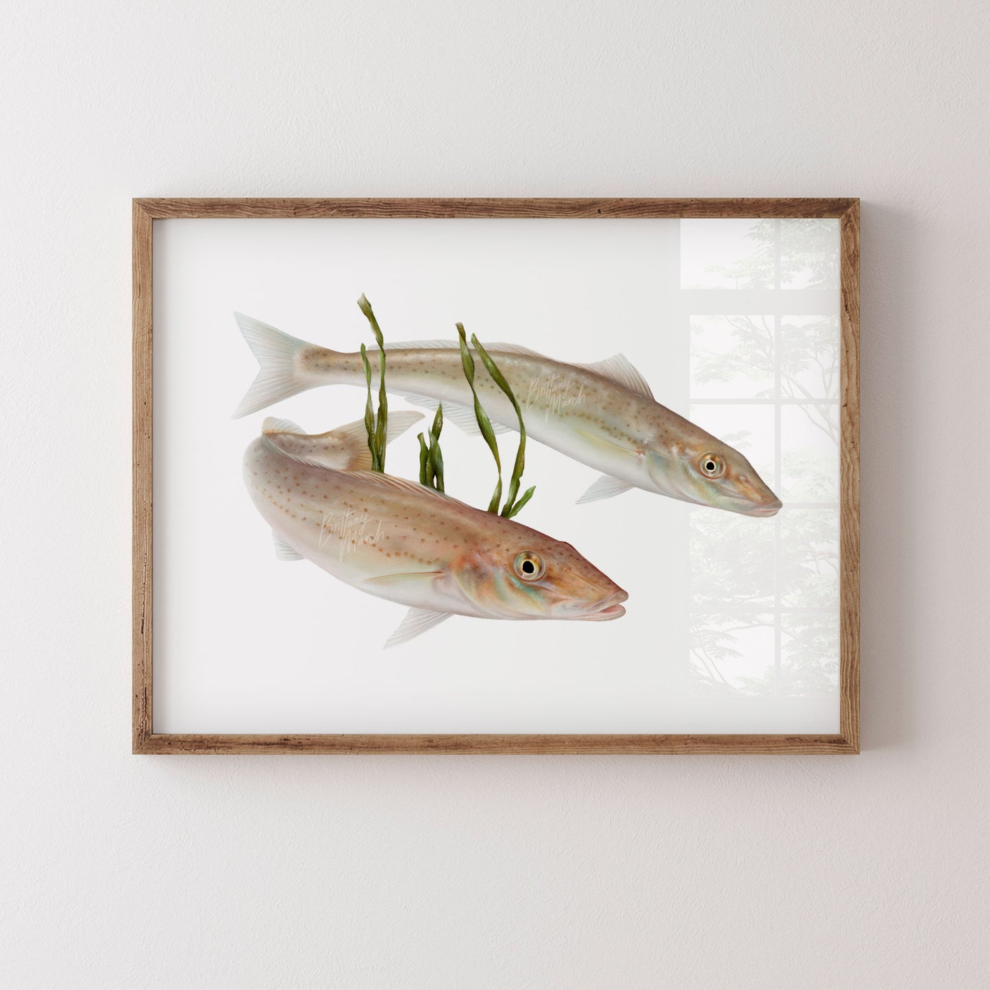 King George Whiting (Sillaginodes punctatus) Fish Art by Brittany March