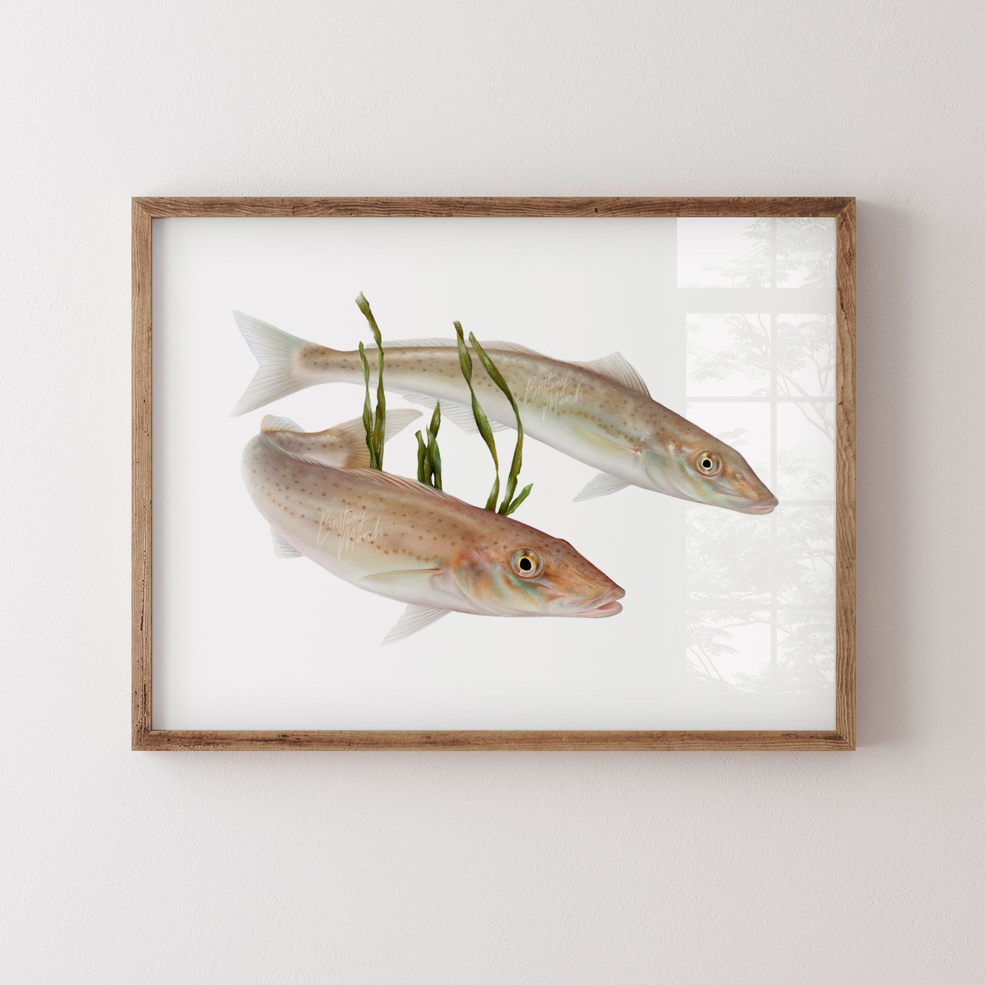 King George Whiting (Sillaginodes punctatus) Fish Art by Brittany March