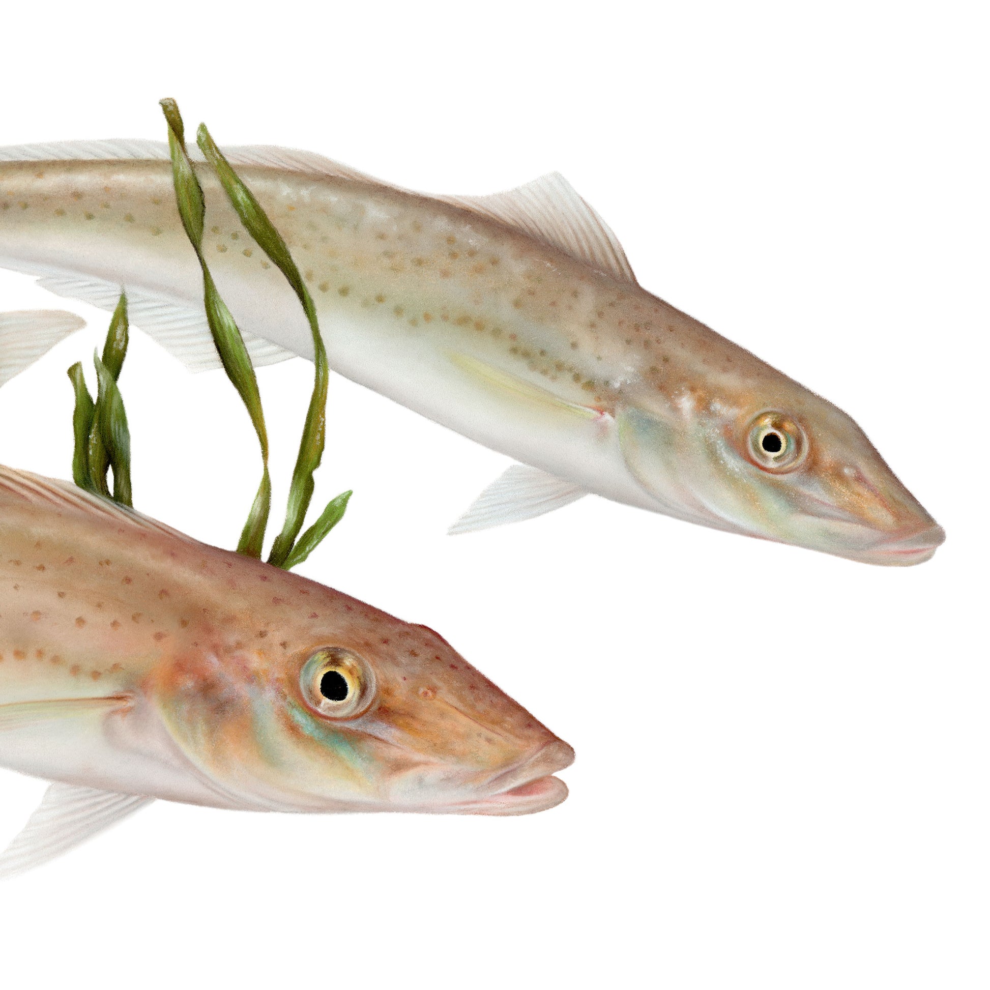 King George Whiting (Sillaginodes punctatus) Fish Art by Brittany March