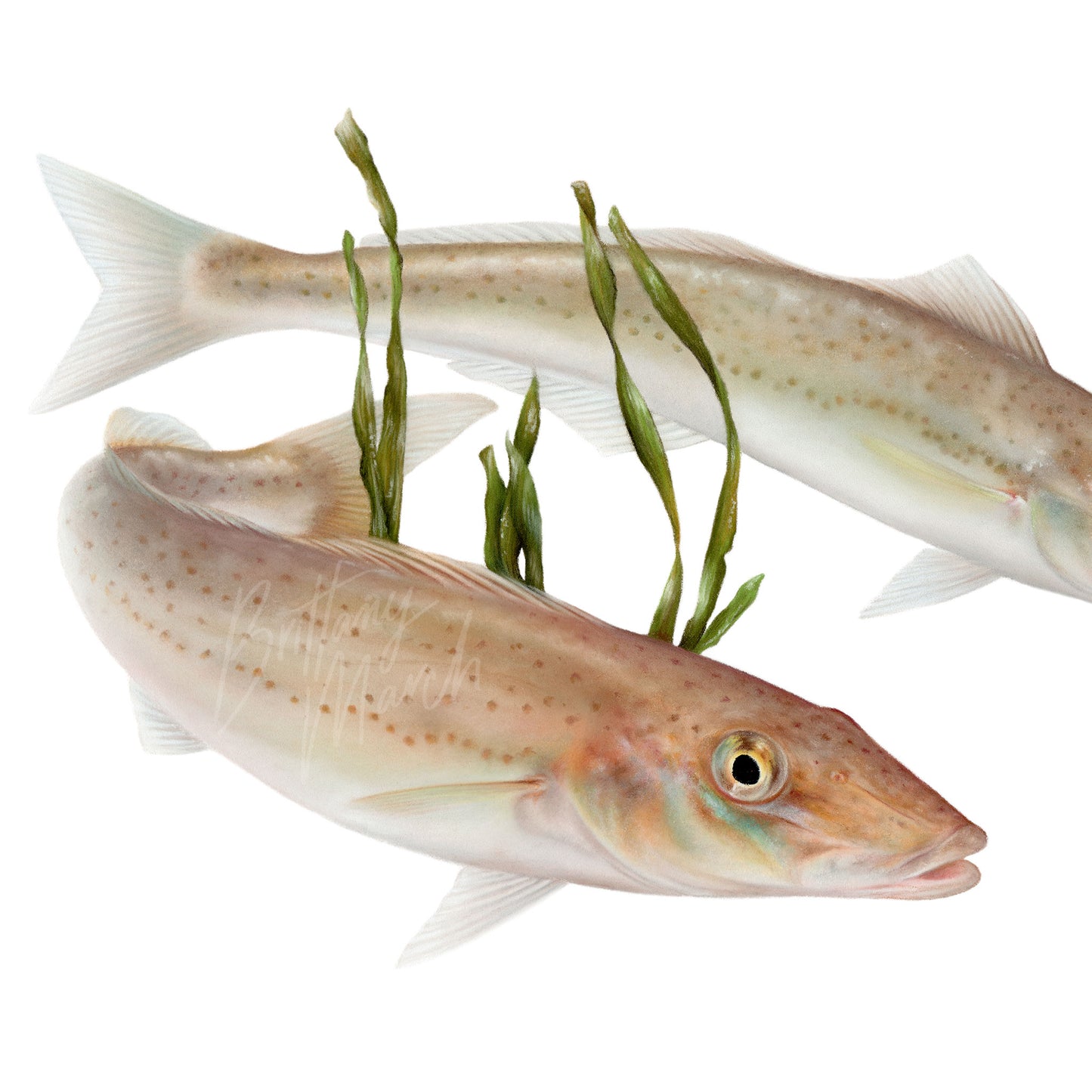 King George Whiting (Sillaginodes punctatus) Fish Art by Brittany March