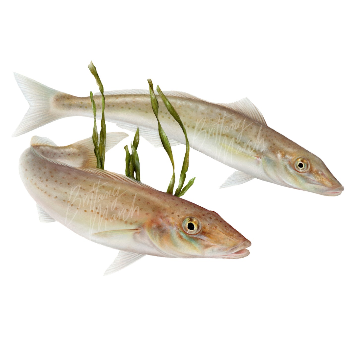 King George Whiting Fish Art. King George Whiting by Brittany March