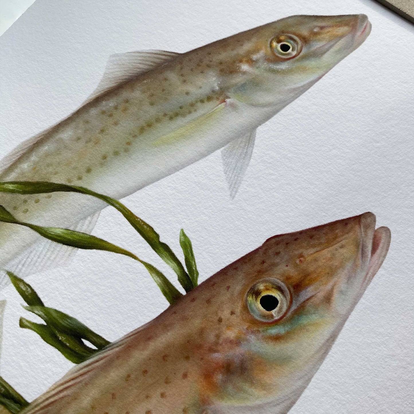 King George Whiting Artwork (Sillaginodes punctatus) | Limited Edition Print