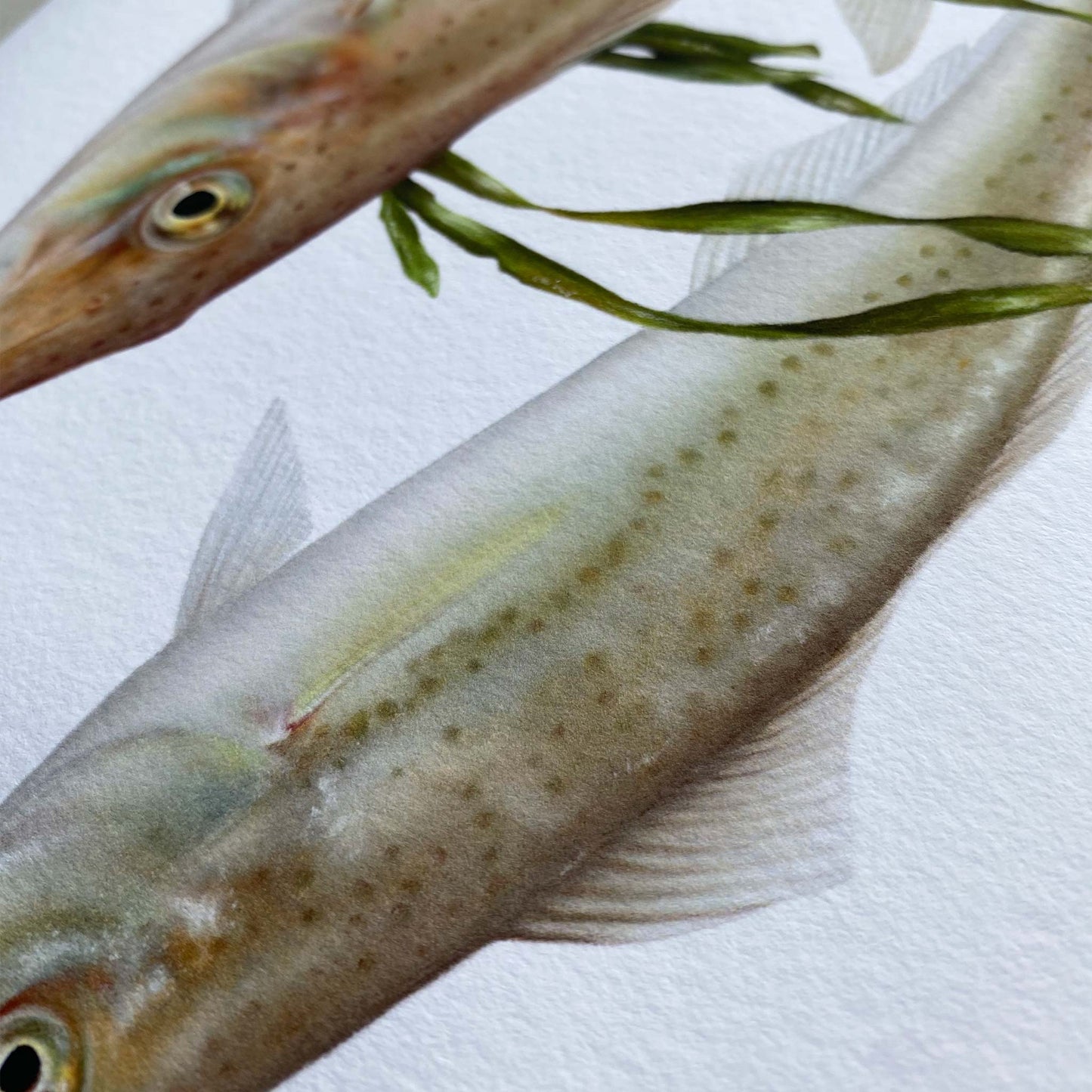 King George Whiting Artwork (Sillaginodes punctatus) | Limited Edition Print