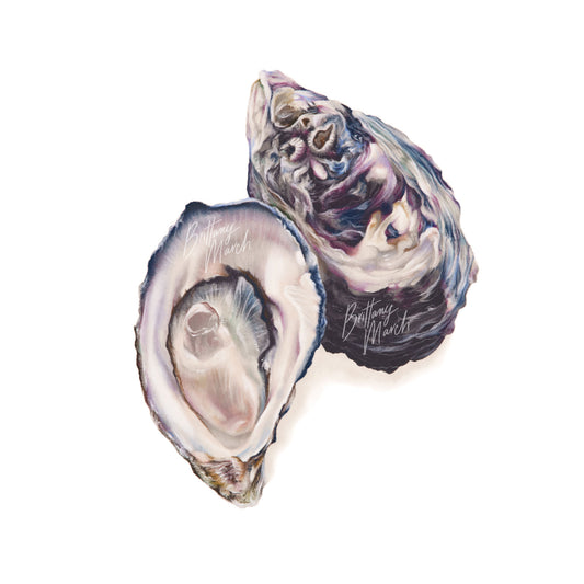 Oyster artwork by Australian Marine Life Artist Brittany March. Two detailed oysters 