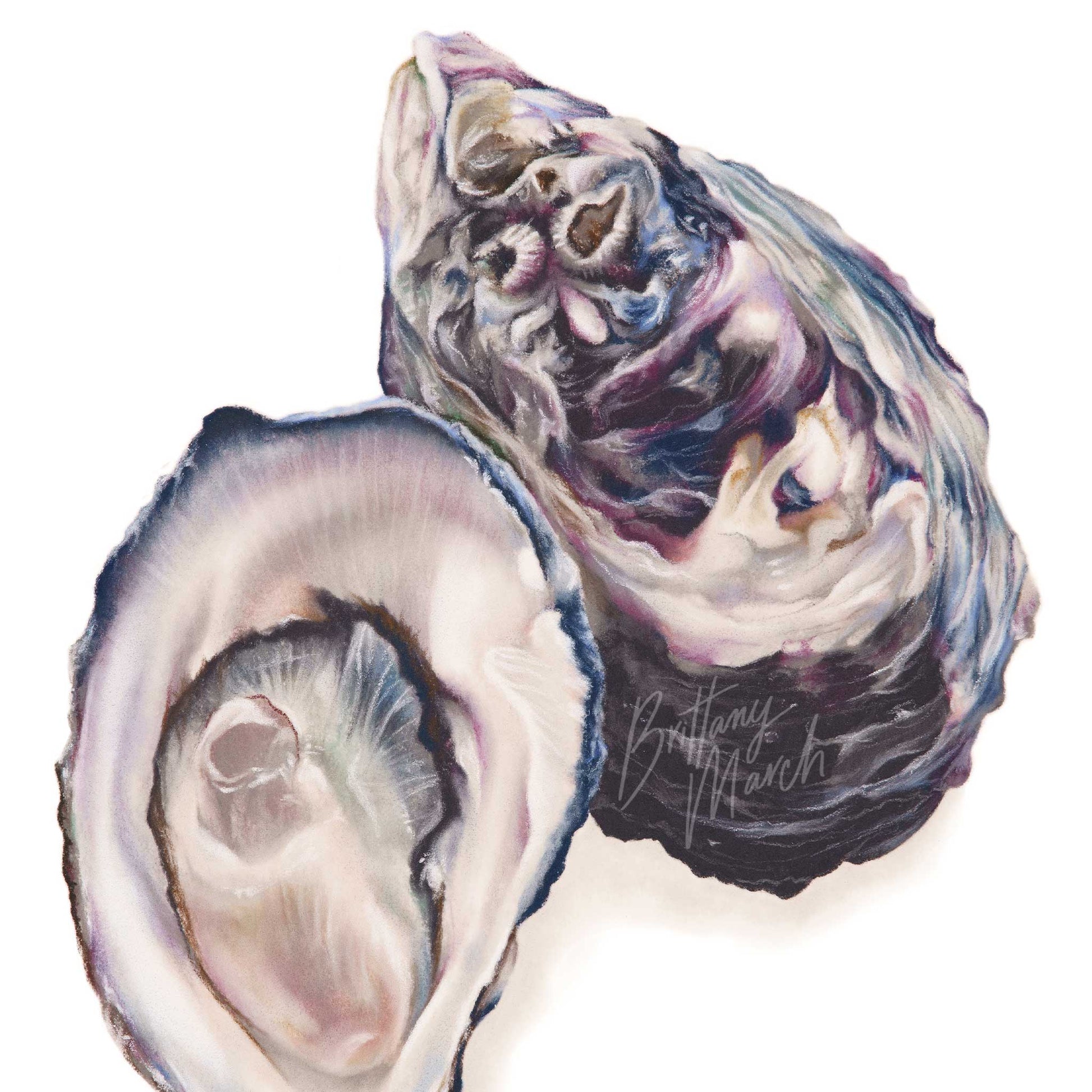 Oyster artwork. Detailed close up view of oysters.