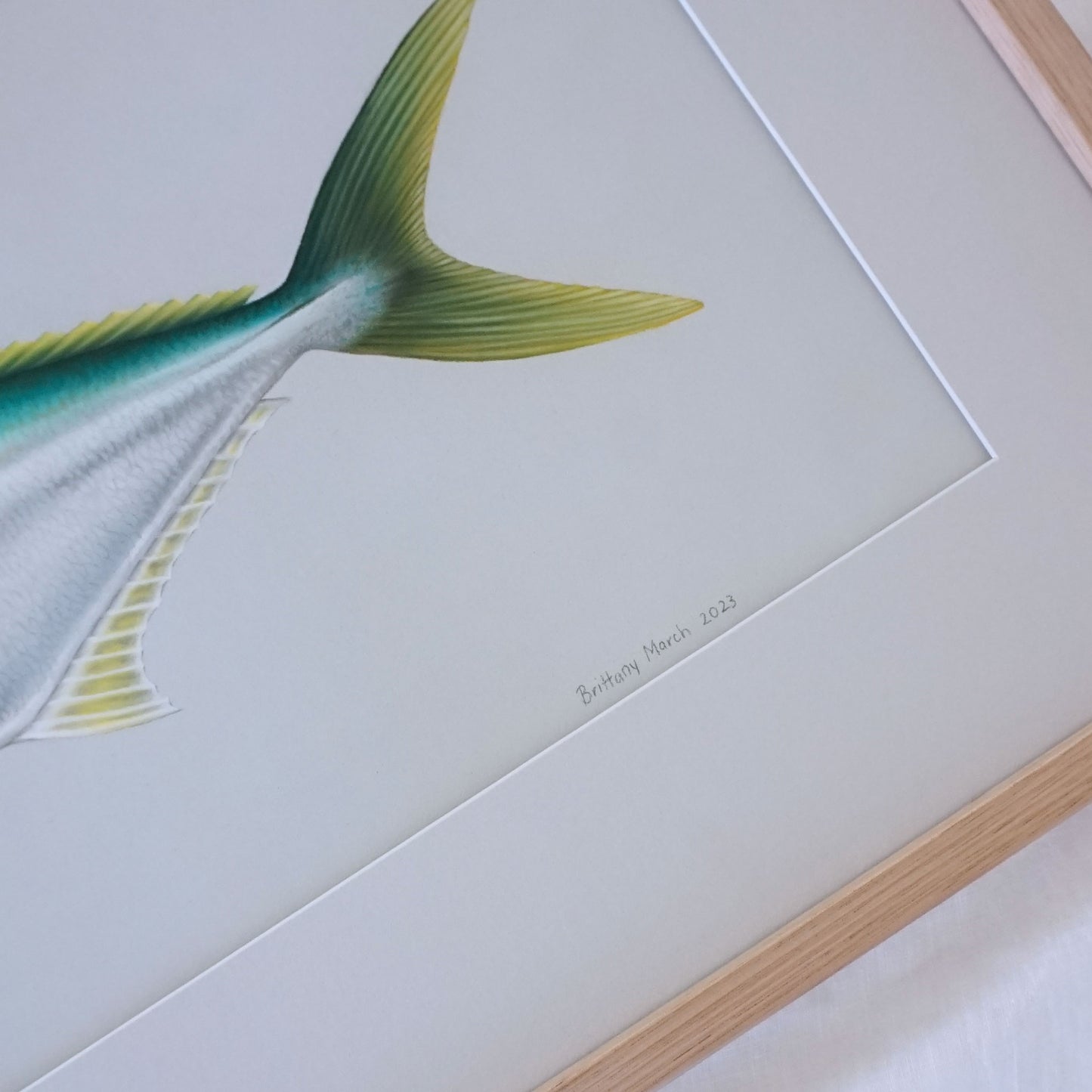 Original Yellowtail Kingfish Artwork