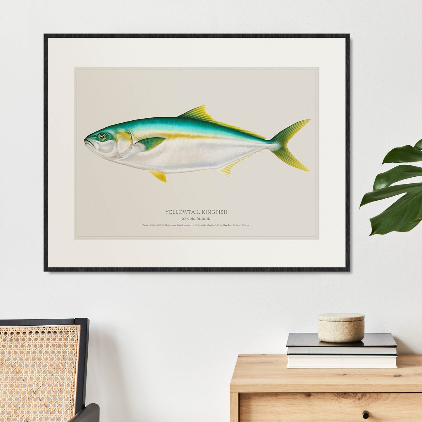 Yellowtail Kingfish | Limited Edition Print