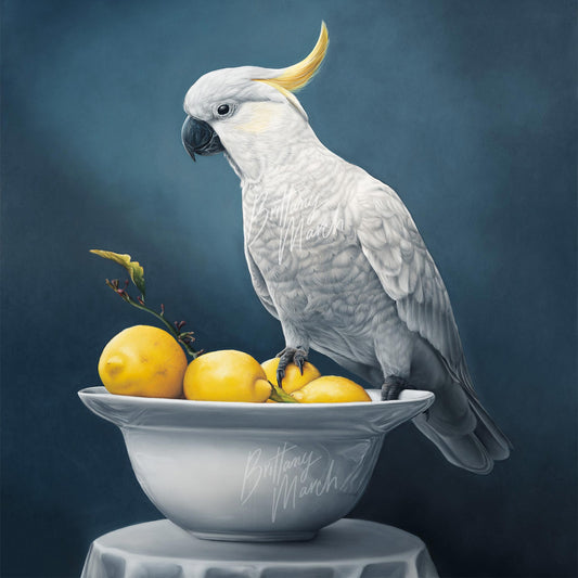 Realism drawing of a white cockatoo sitting in a bowl of lemons.