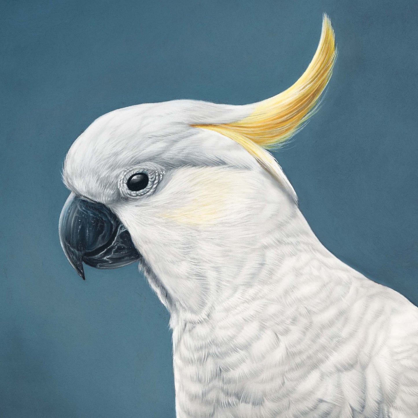 Realism drawing of a white cockatoo face with a blue background