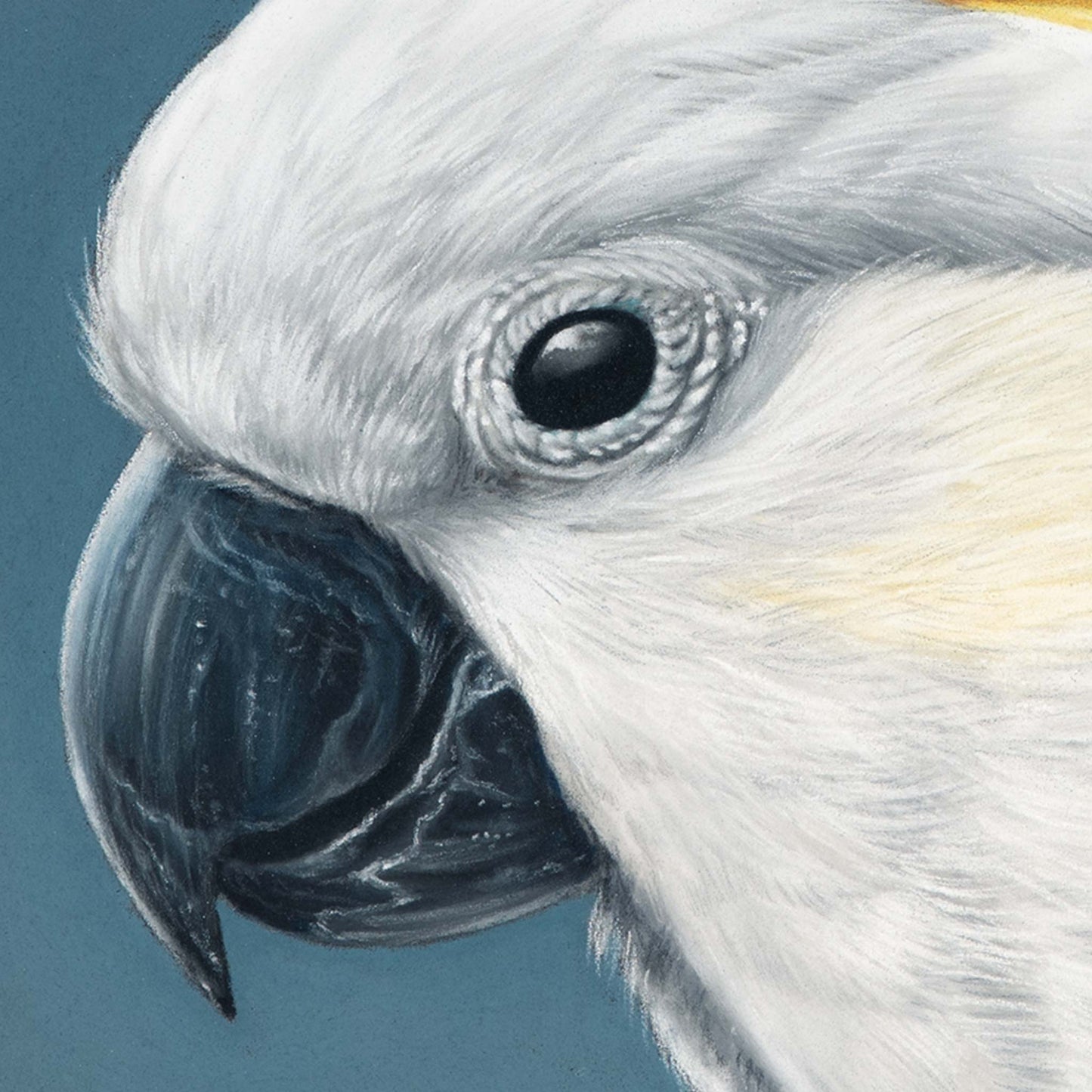 Close up view of a white cockatoo face realism drawing