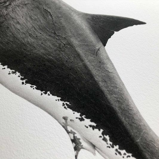 Original Great White Shark - Charcoal on paper