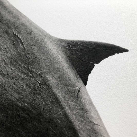 great white shark artwork