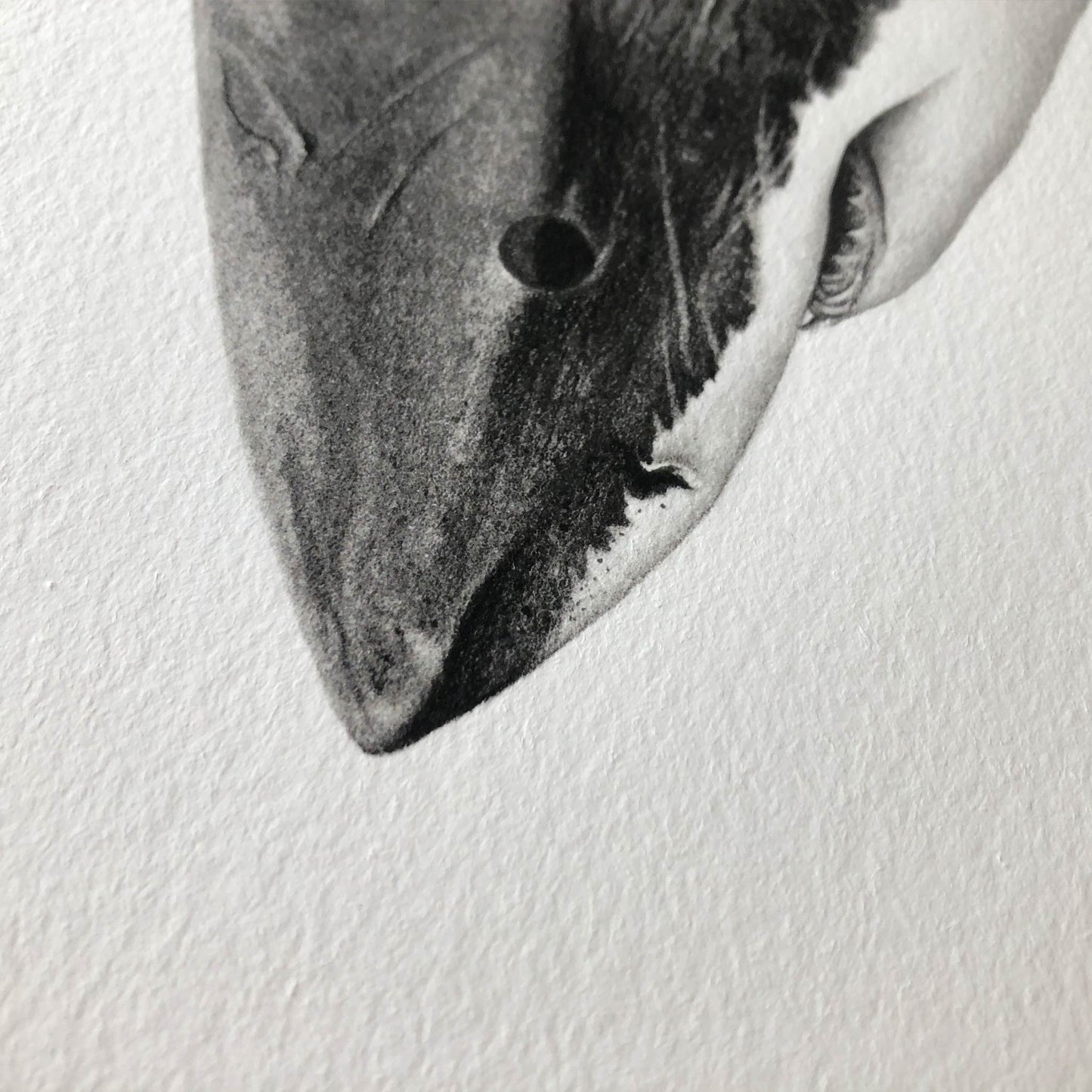black and white great white shark artwork 