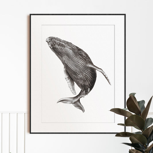 black and white humpback whale artwork realism drawing in frame
