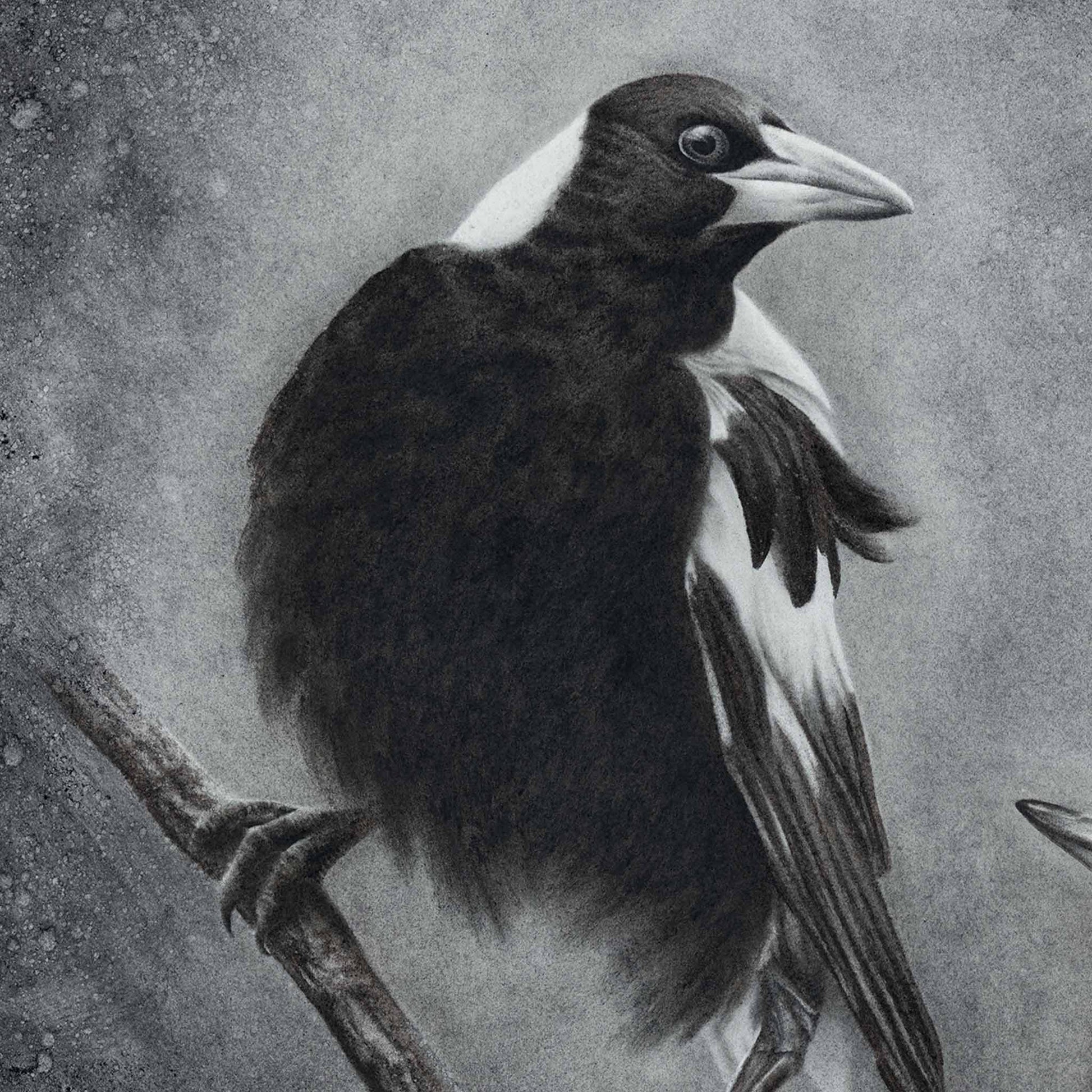 magpie artwork