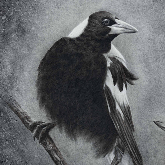 Magpies Original - Charcoal on paper