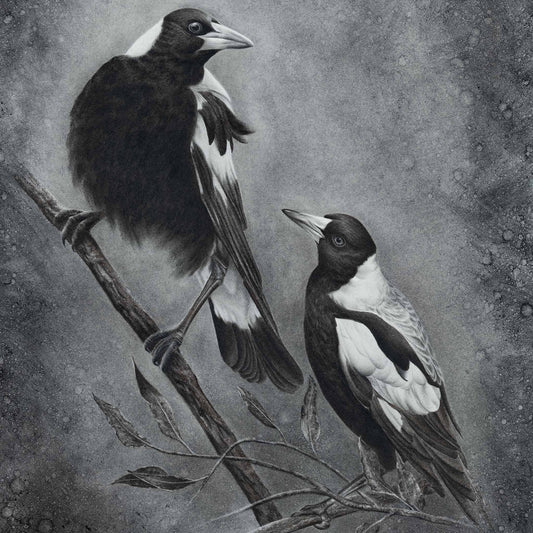 Magpies Original - Charcoal on paper