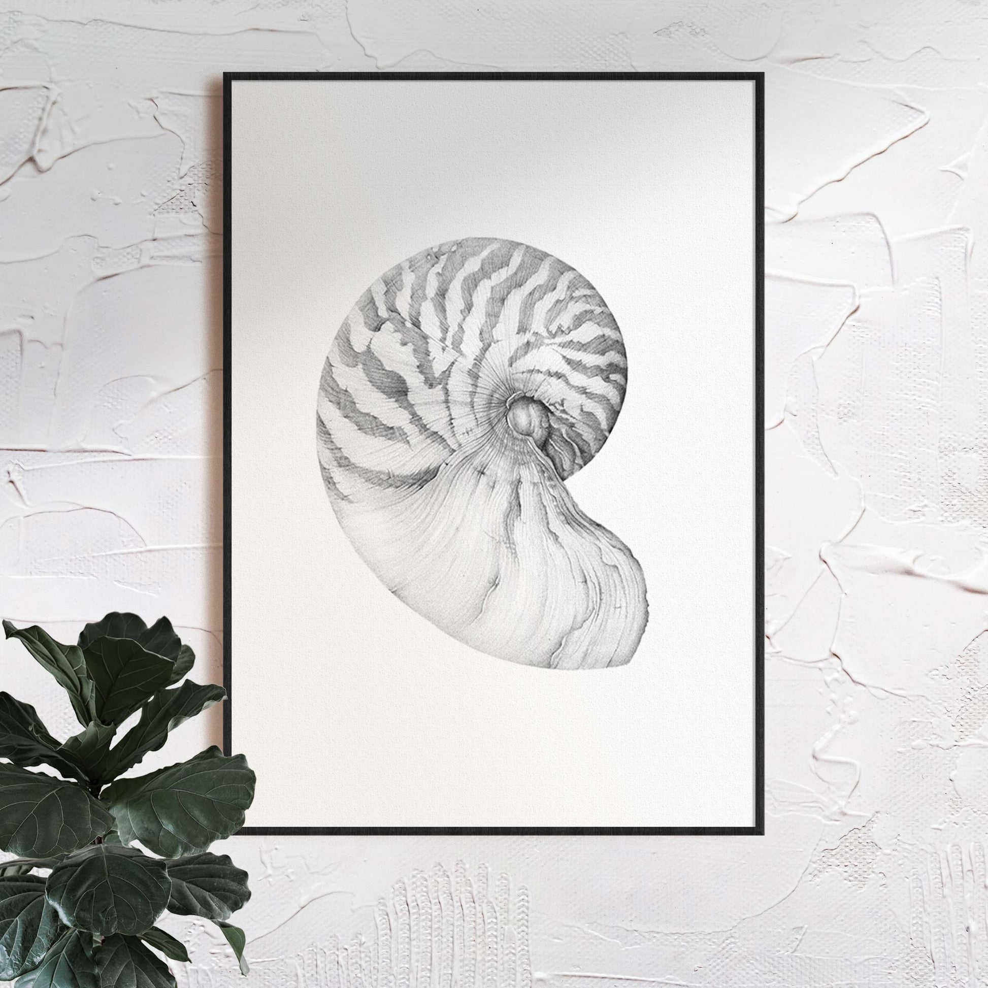 Caligraphic Drawing Shell Chambered Nautilus Shell Drawing