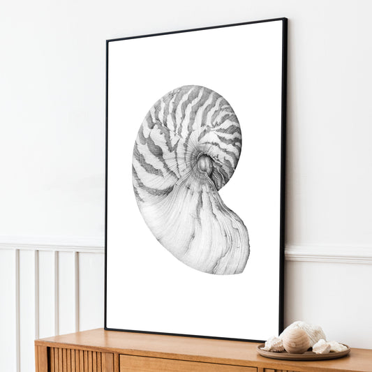 Nautilus Shell | Limited Edition Print