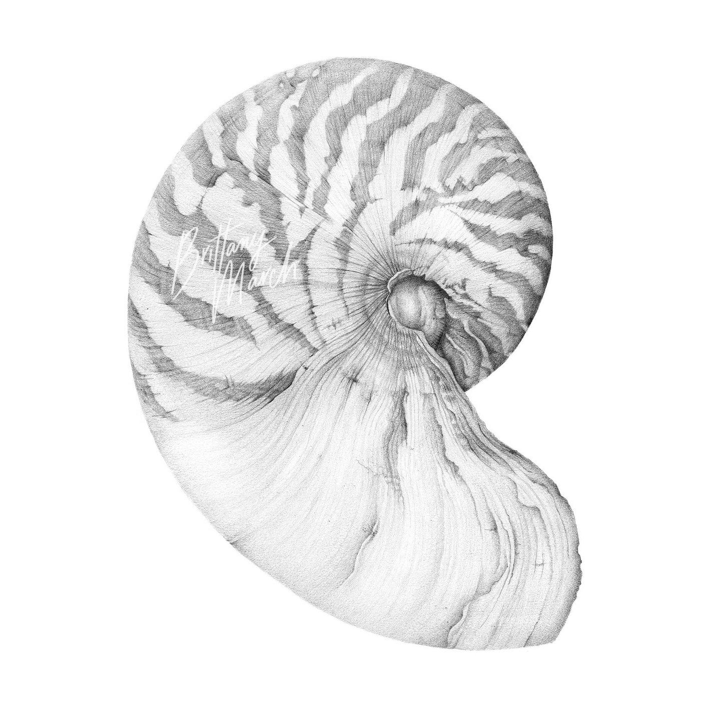 Original Nautilus Shell - graphite on paper