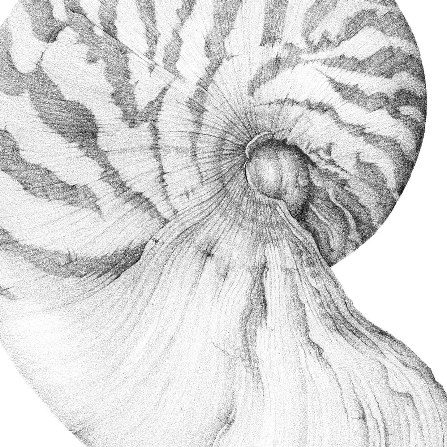 Nautilus Shell | Limited Edition Print