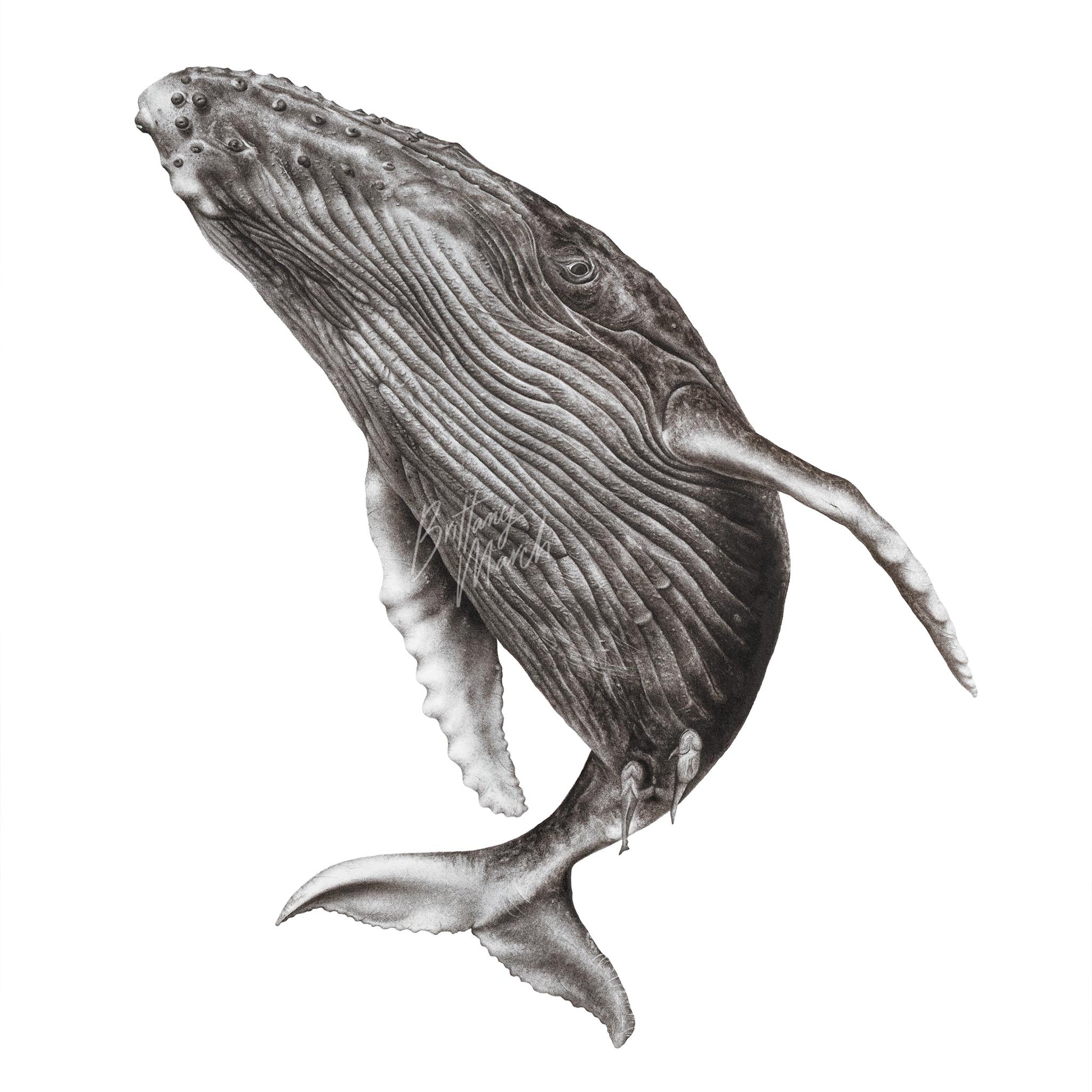 black and white humpback whale artwork realism drawing marine life 